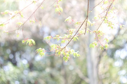 小鸟舞蹈幼儿艺术活动教案，在律动中感受童趣与成长